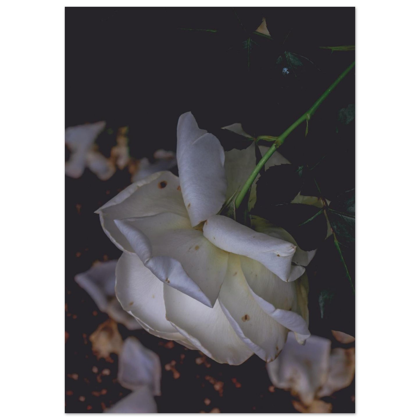 039ad88b-4df7-414f-be13-022fd6a3be6c