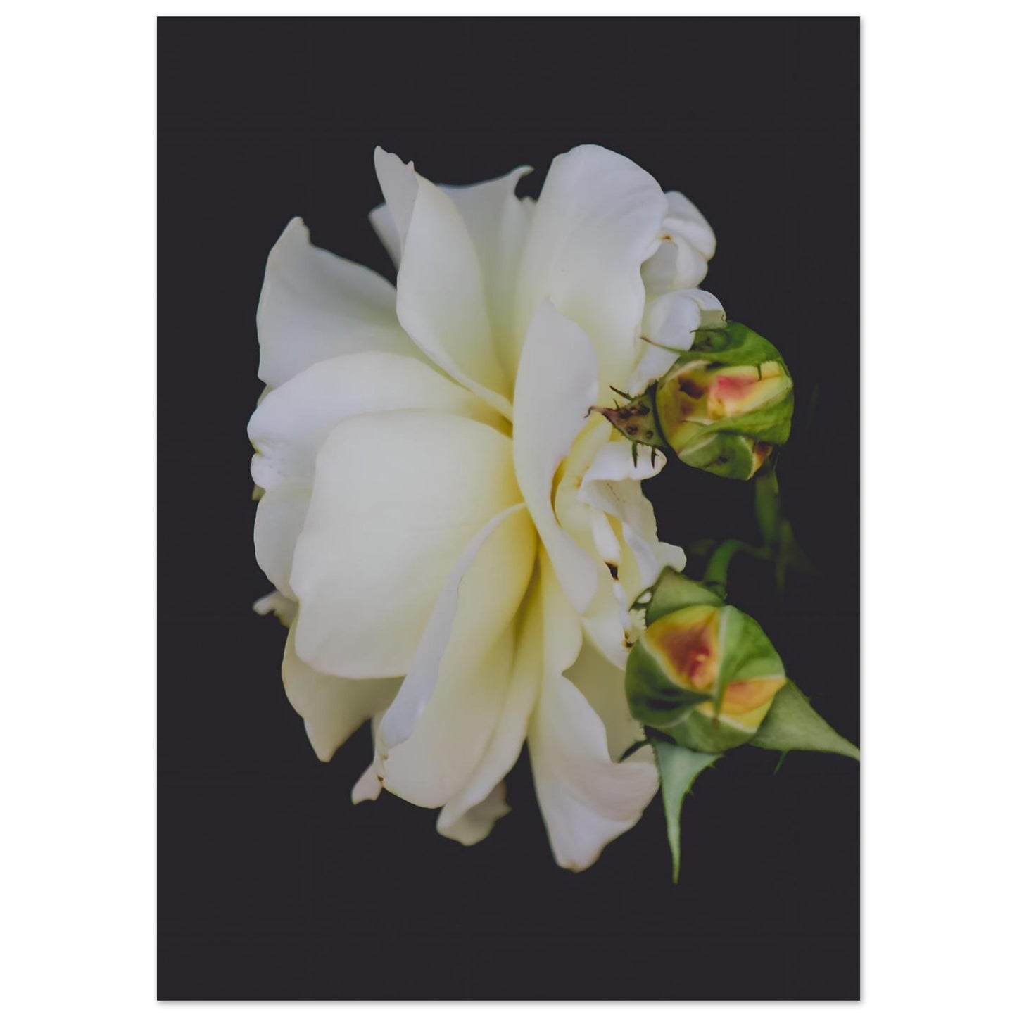 099d6d85-94f8-408a-a686-93f383b0dede