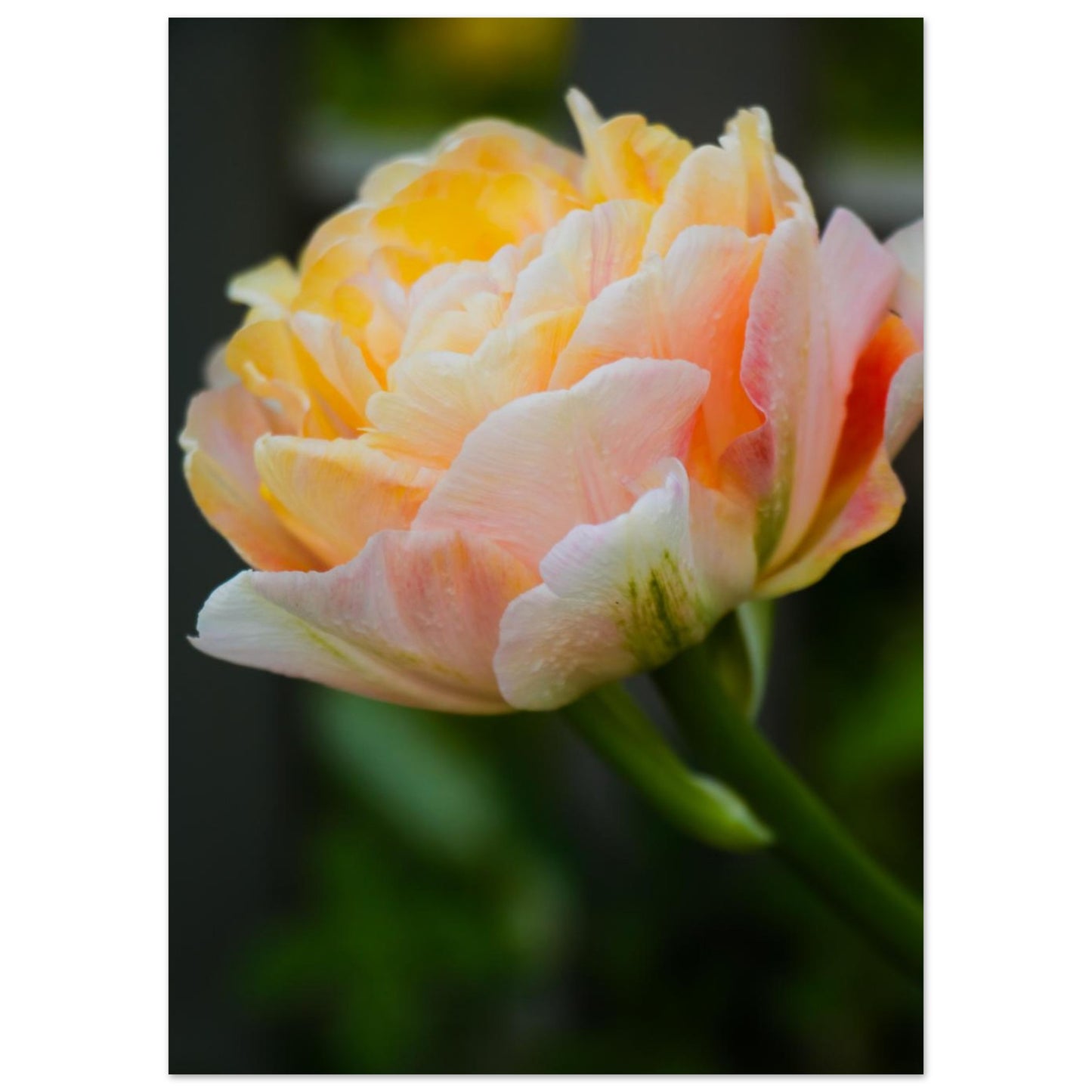 fffdf28b-9515-4e42-bb4d-6497ed509fa1