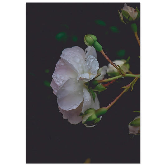 1b45118a-fd9b-4bd4-92de-c2ba662bd152