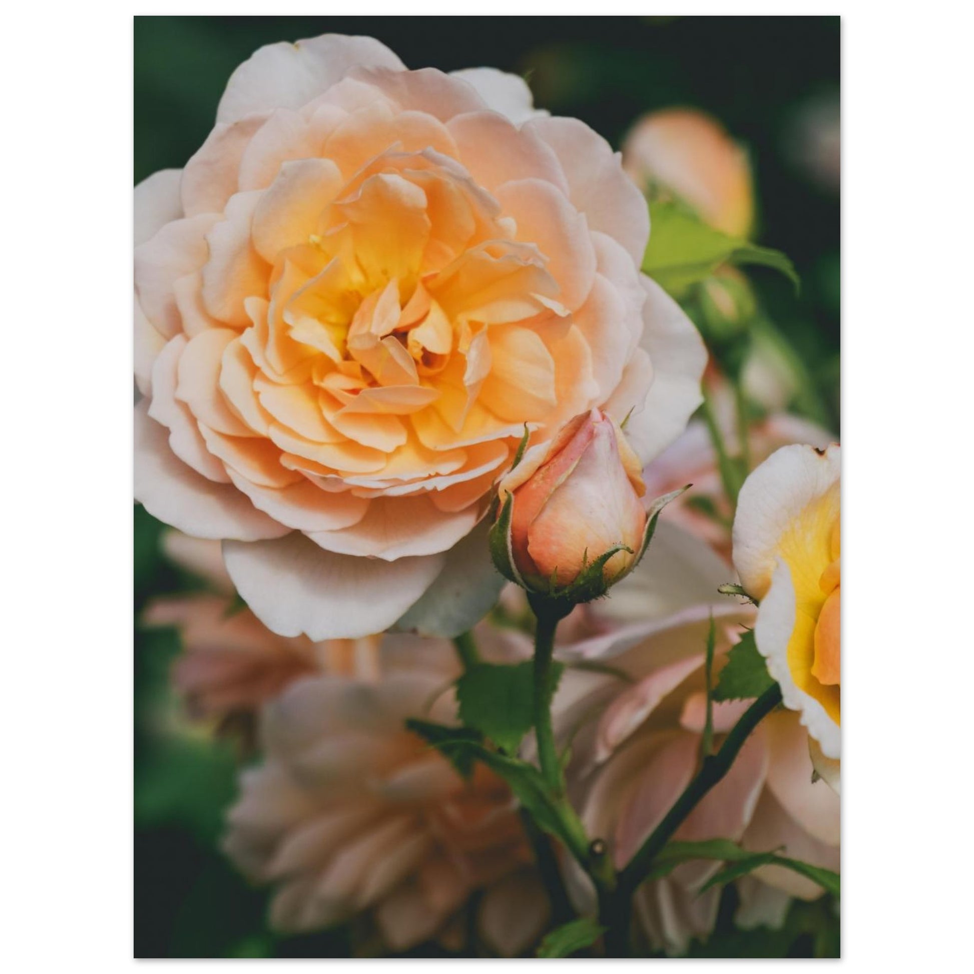 23f28f23-2e20-402f-8c8c-976135d8e64f