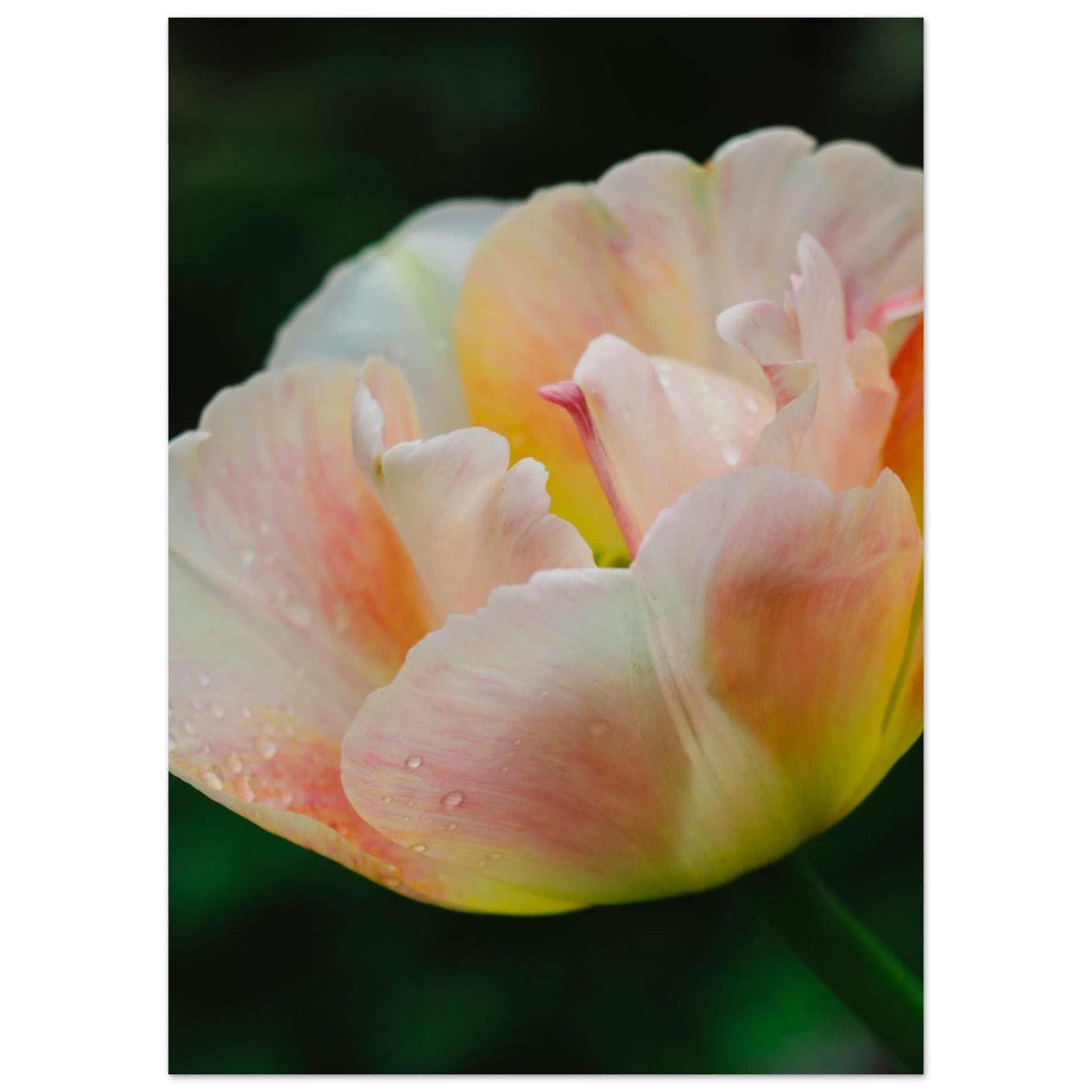 52eefc55-5d3c-4ada-befa-afc9ad6226fe