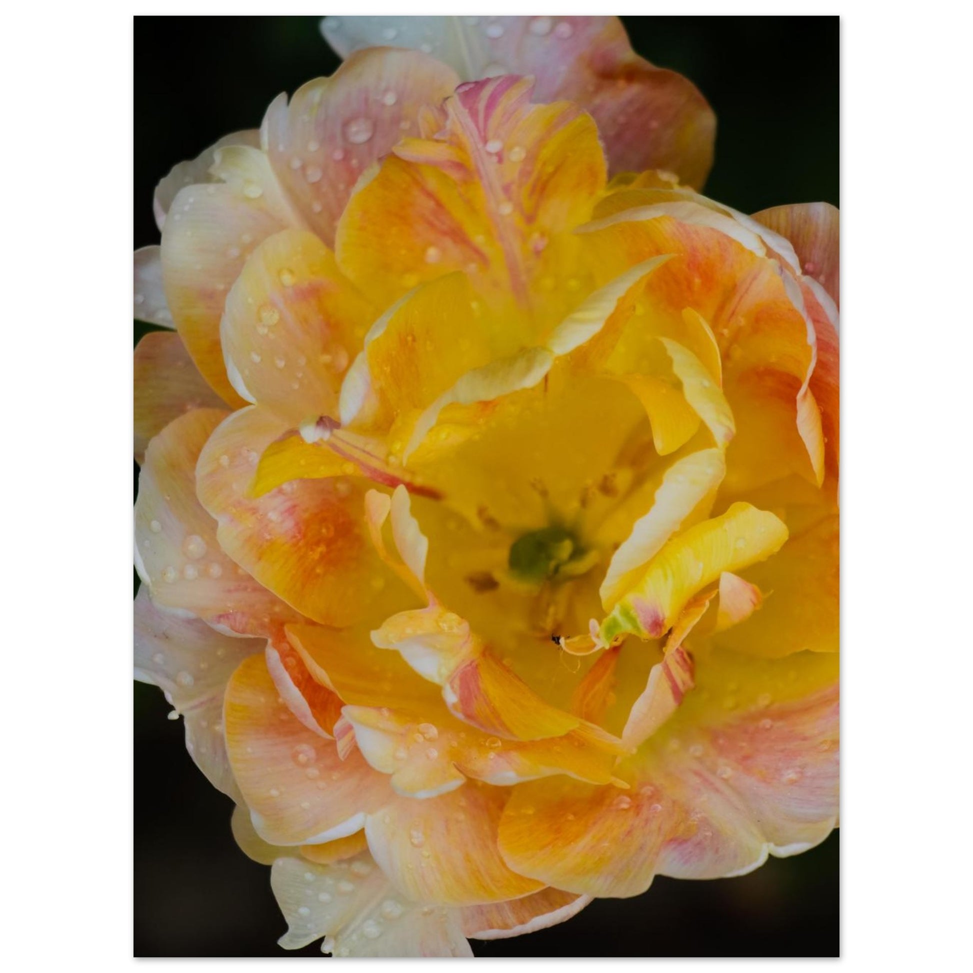 5d33da8d-dc4b-4a09-a538-87254ca1608e