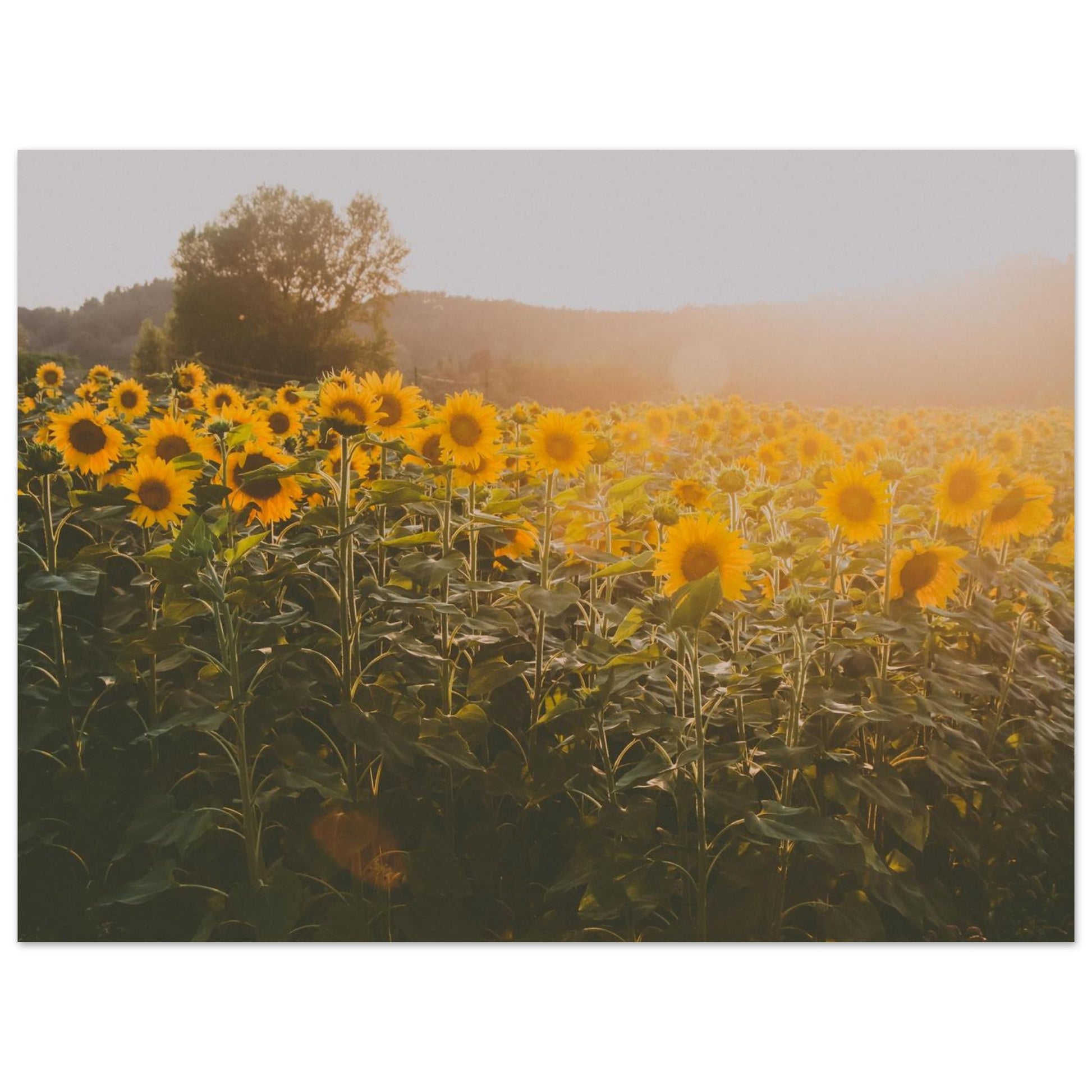 5e3ab0a4-766c-49b3-bc10-fc5d48e05d96