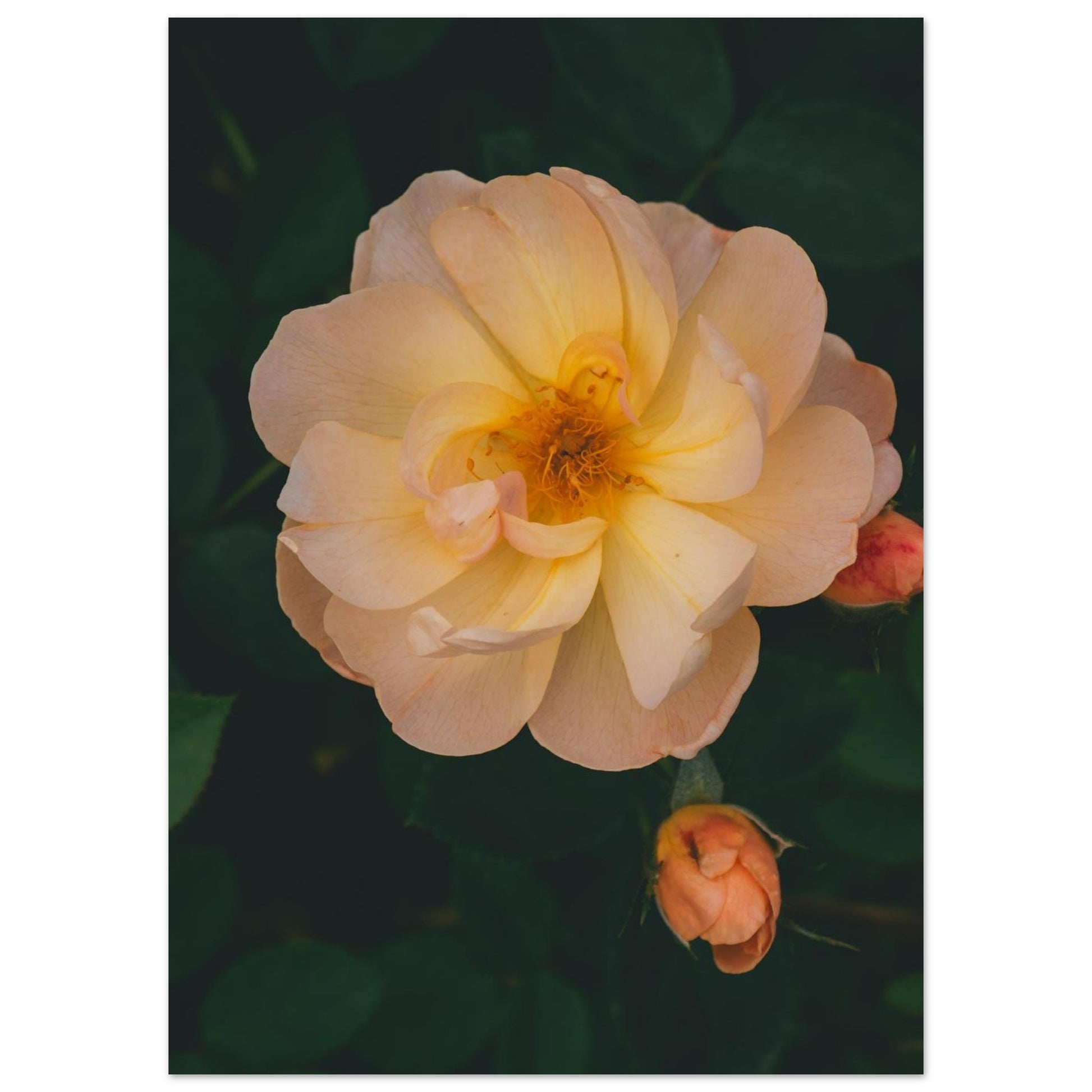 7acb6c30-2ddc-471e-9340-cbf393898a52