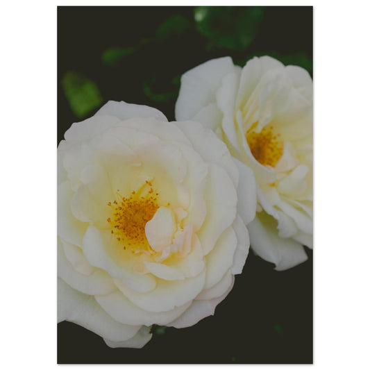 8ddd2007-3769-448a-bfeb-4dc744476ebd