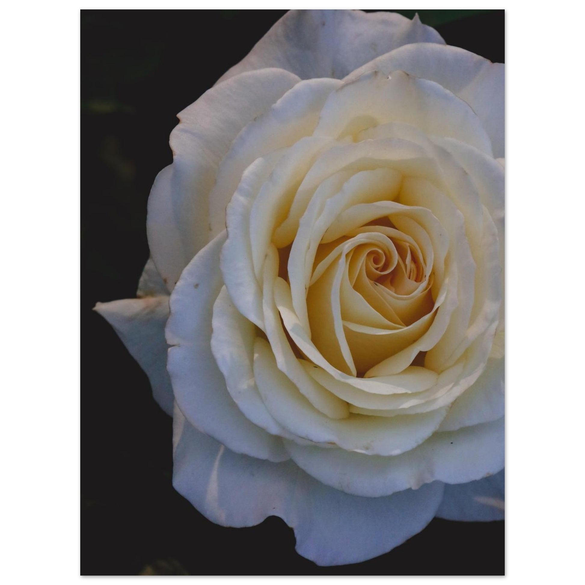 aca6840a-23c5-45a6-a314-faea454e4e87