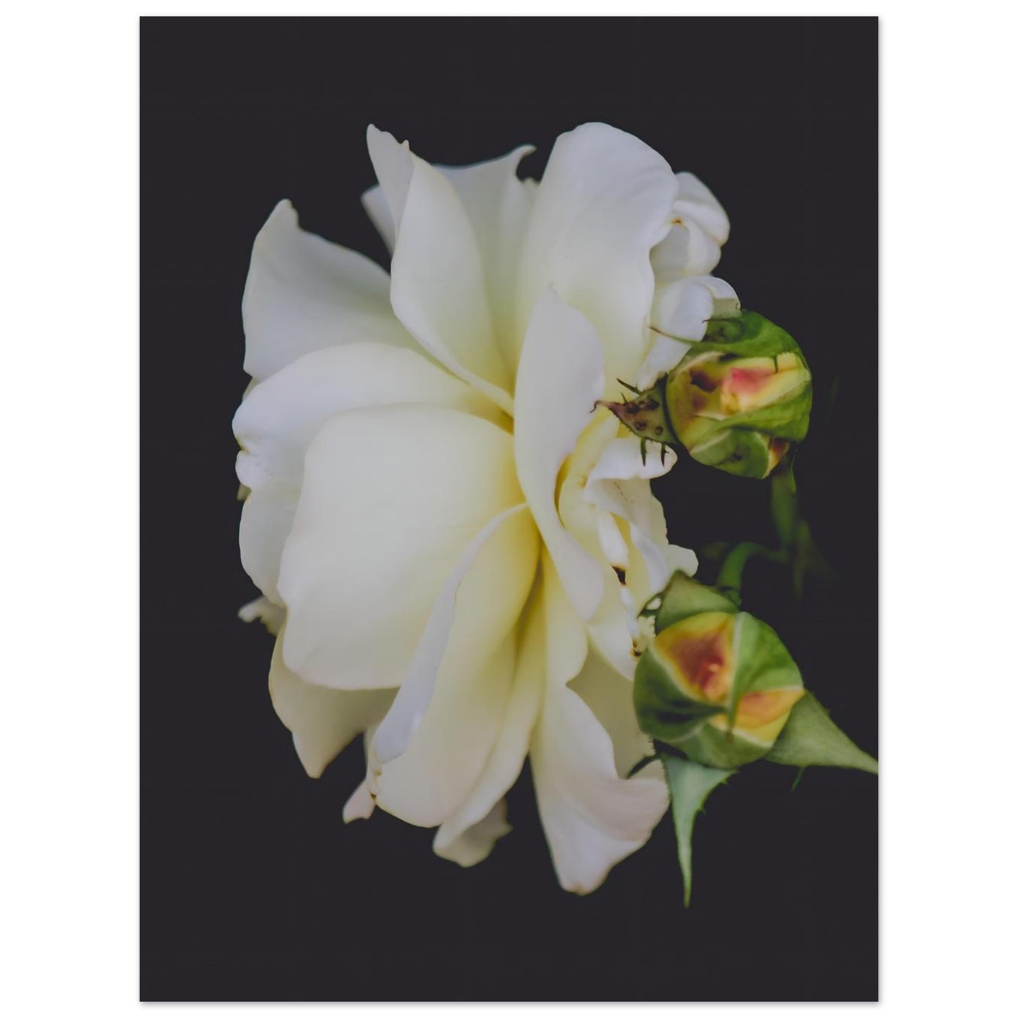 ba753351-8e52-4375-9388-8d8faf613709