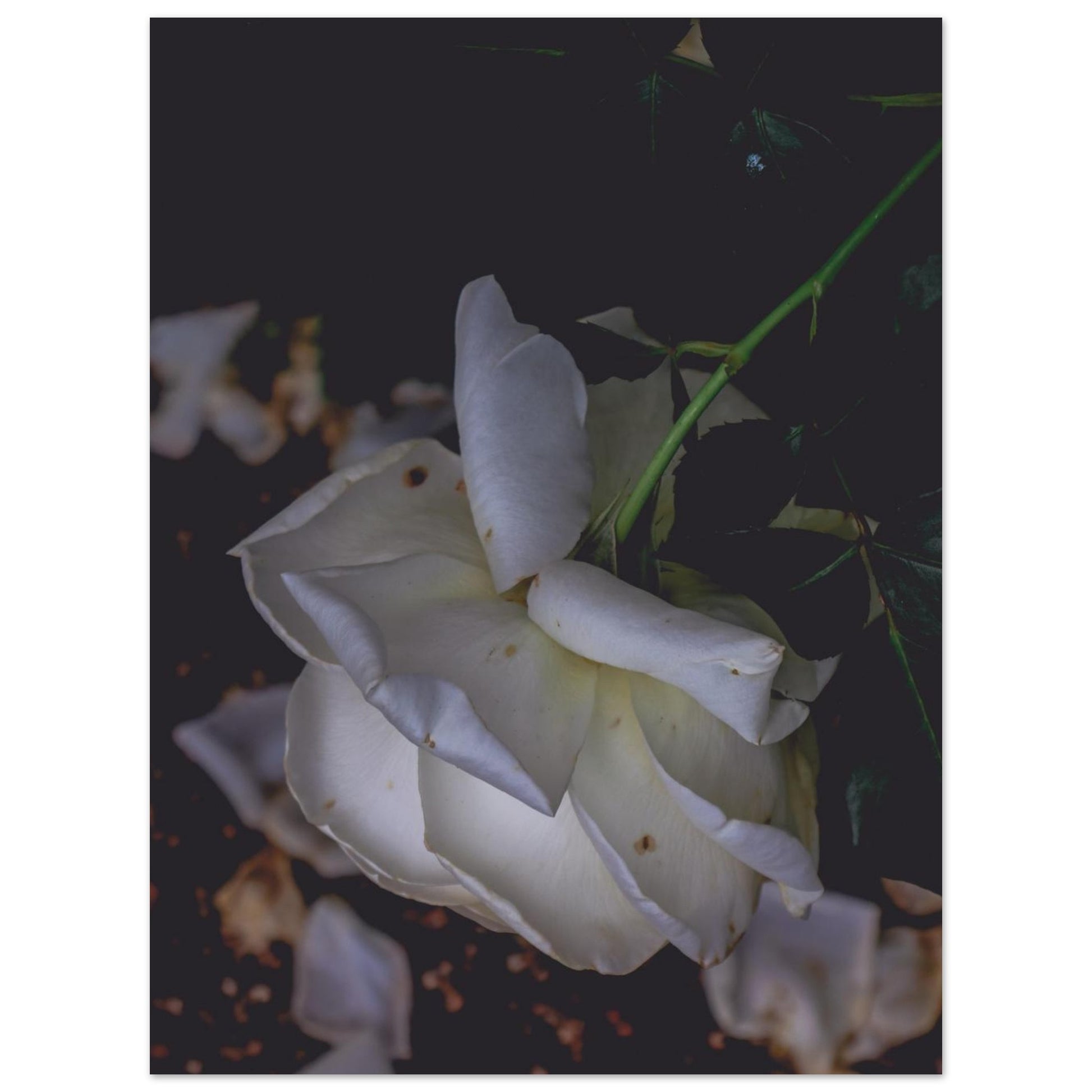 c1b810d6-d10f-41ab-9e32-496634246ba2