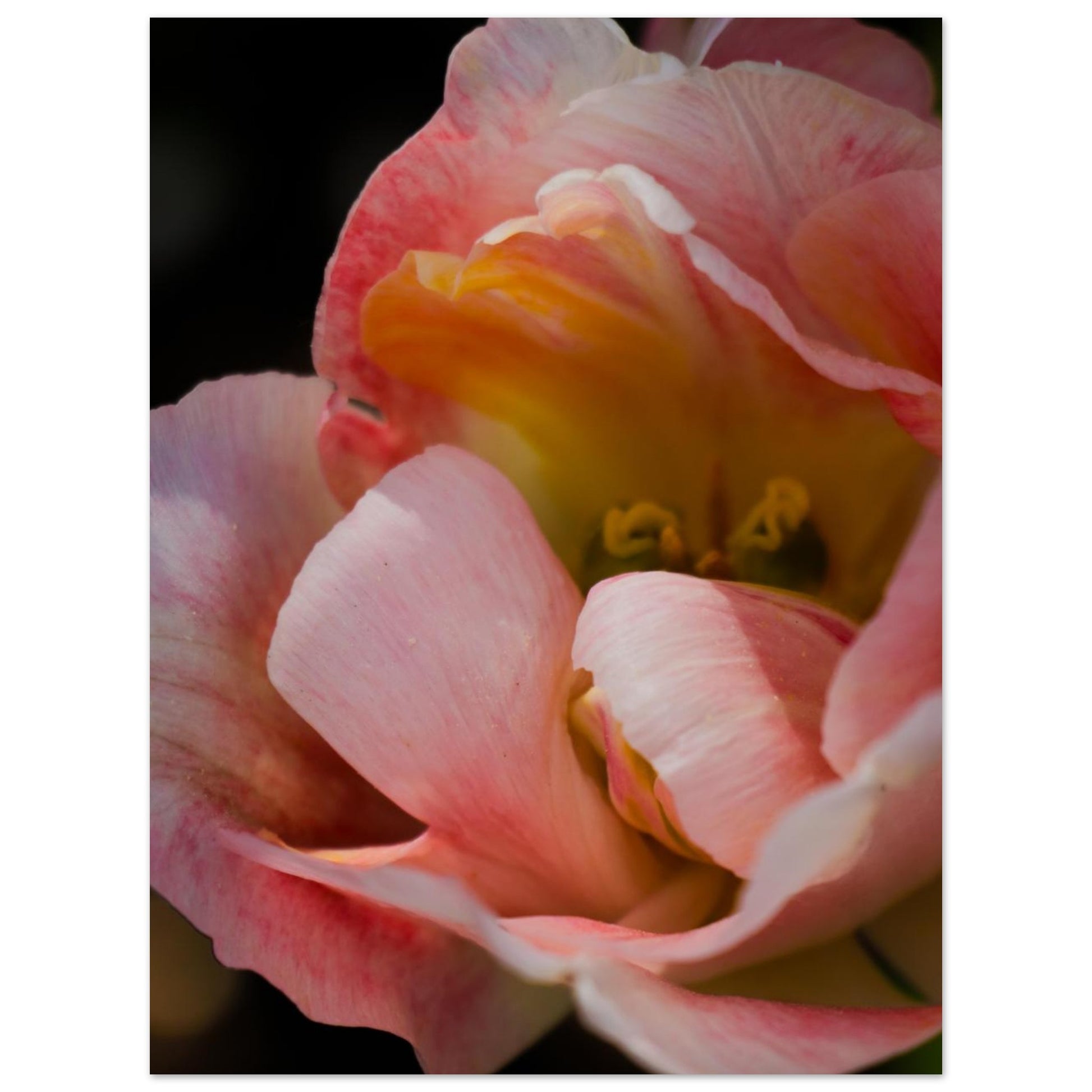 c20b9eca-c901-4126-82bf-c10f06569dcf