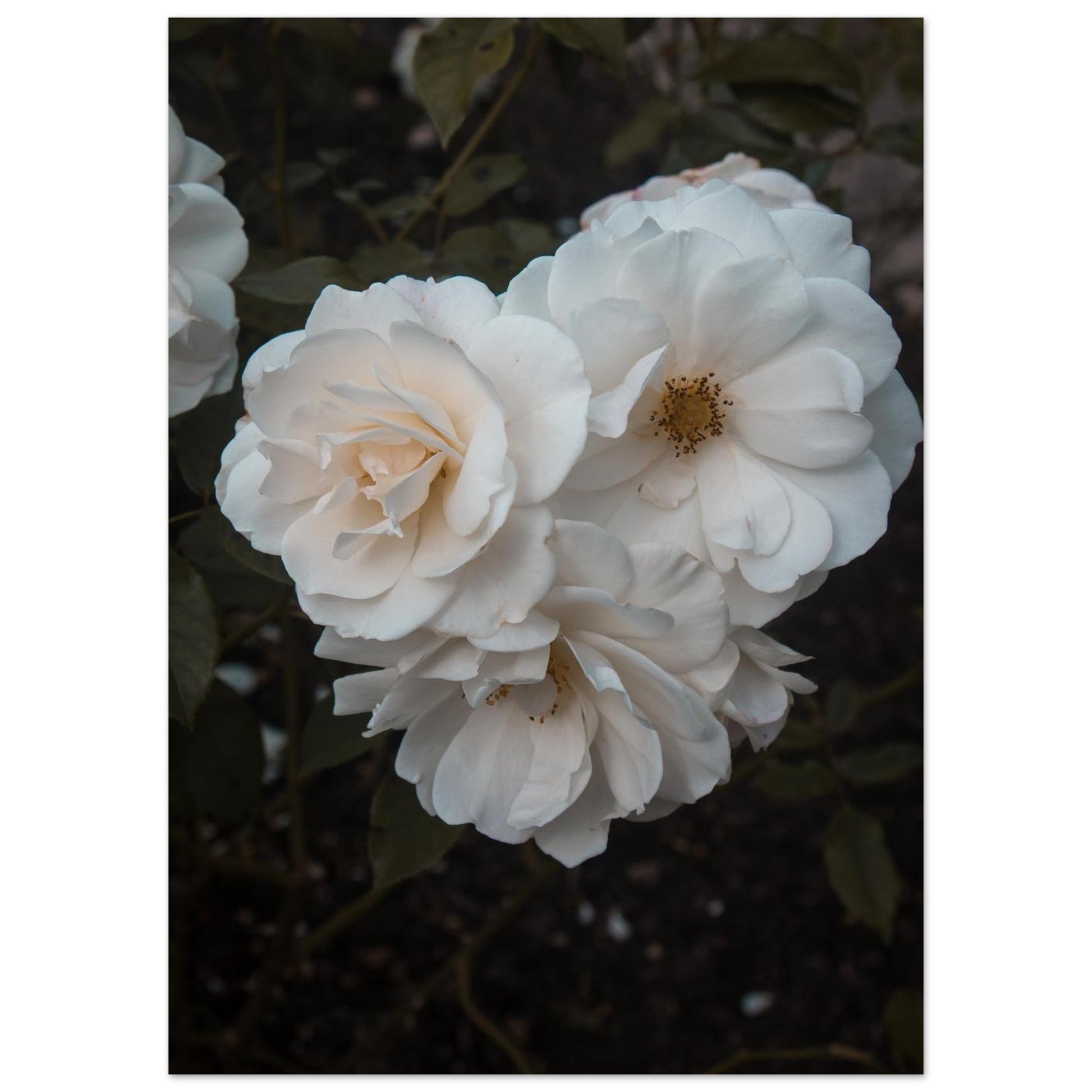 cbe0393f-86a4-44ed-996a-0e98e0b2c529