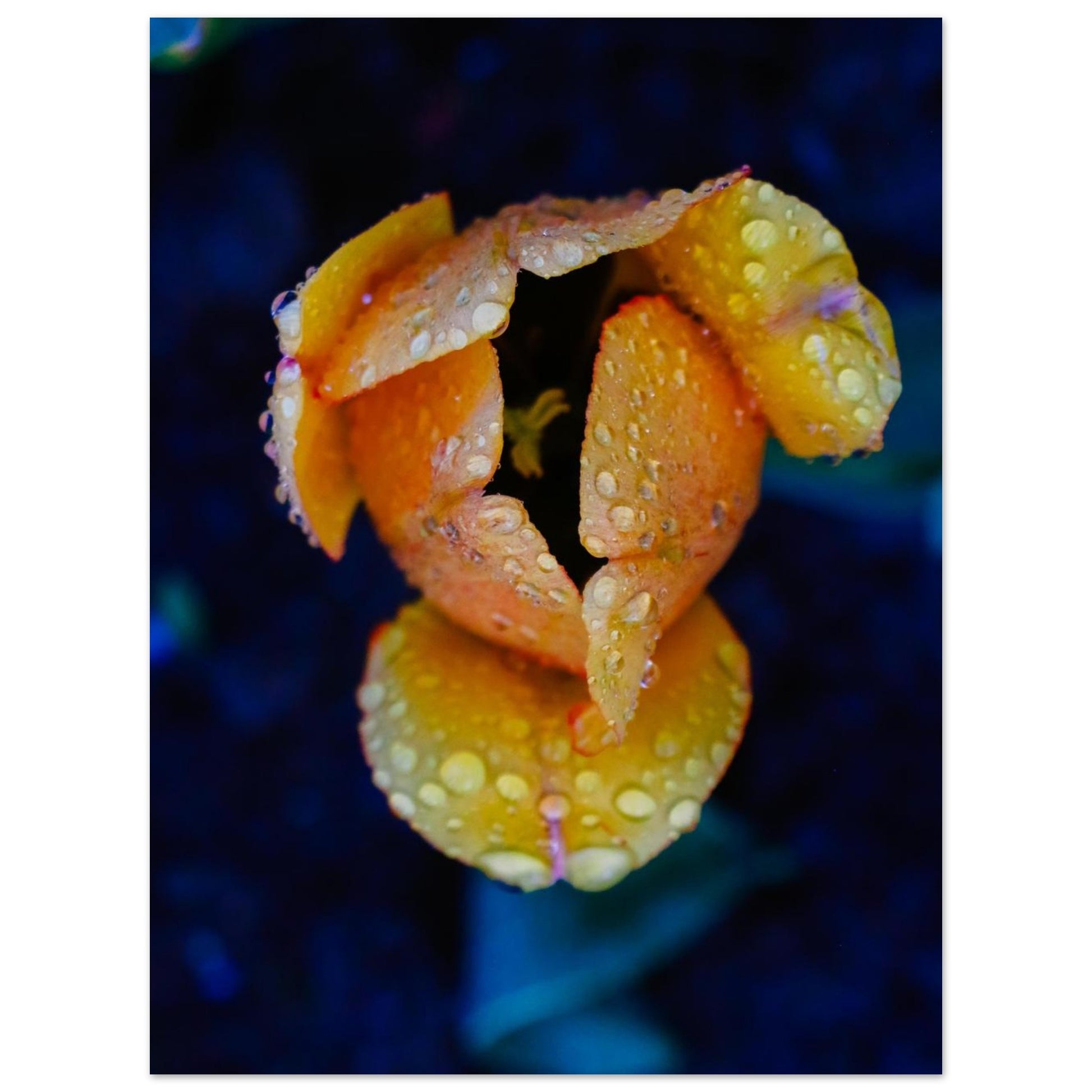 d569b090-6165-49c4-88bc-6af1f7b55c7c