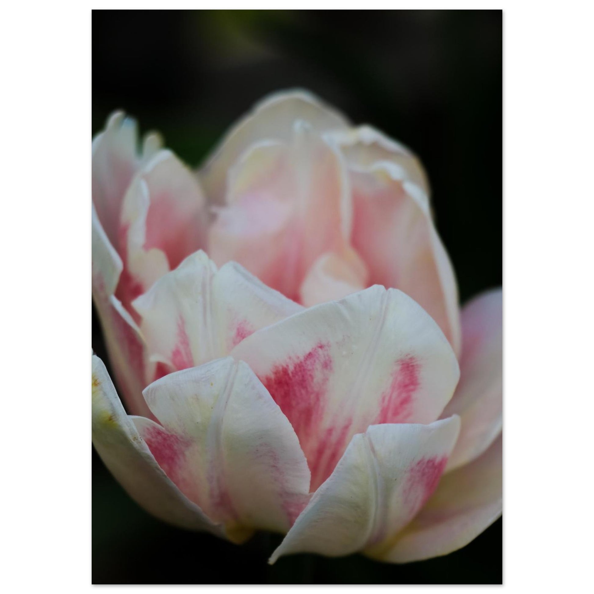 d9246088-7961-412a-aeff-efc924cf838a