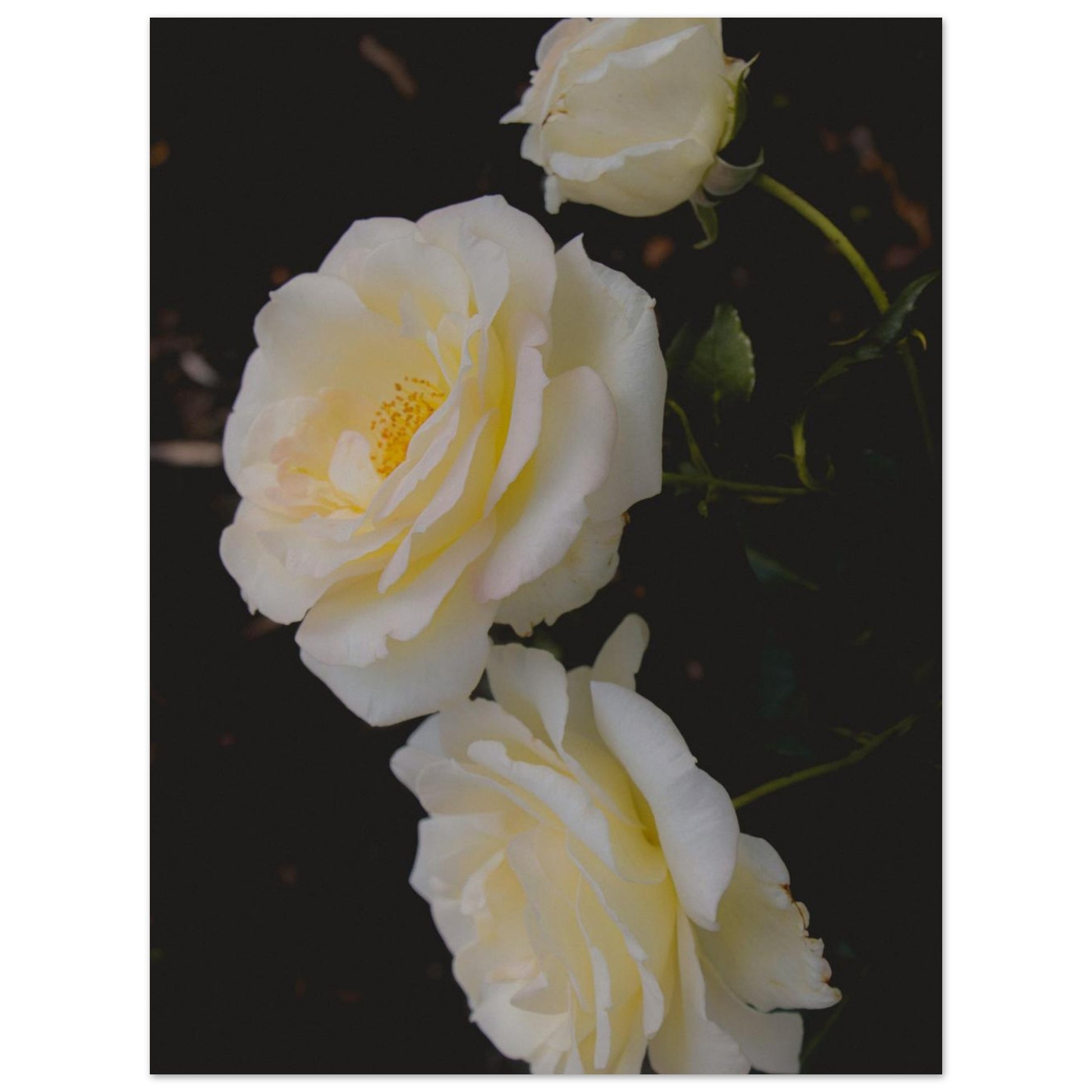 e3d54430-febd-413a-9c45-6b65599634a5