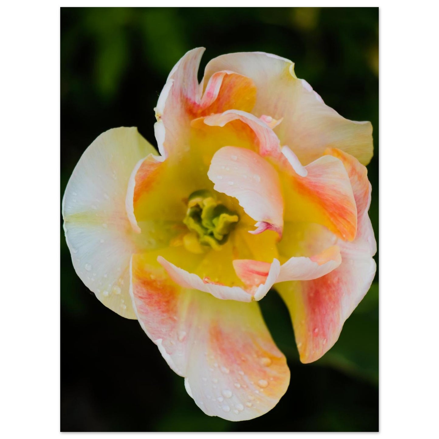 e6a4c3f9-2206-4cae-8841-ed11b9928d02